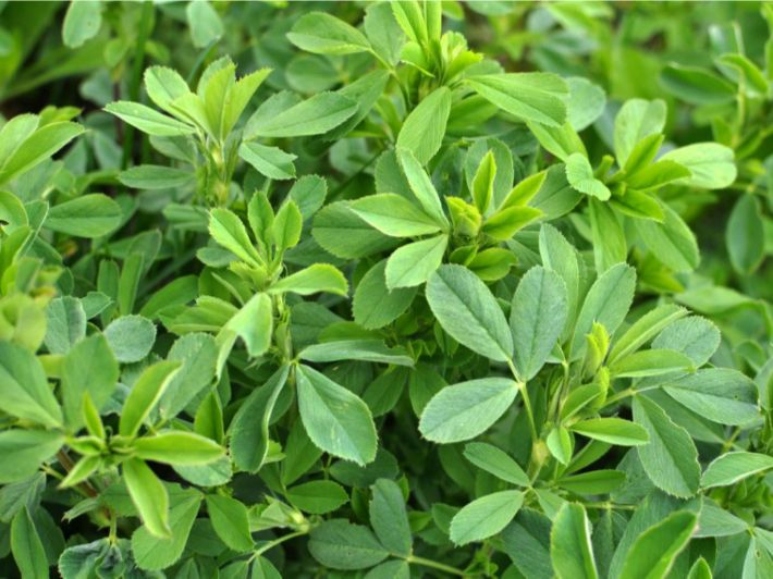 Home تعرف على طريقة زراعة البرسيم بالأحواض